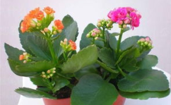 长寿花为什么致癌,探究其潜在风险与科学真相